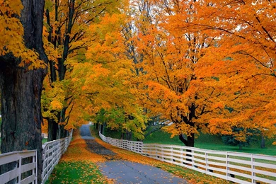 Fall Colors Desktop Wallpapers   Wallpapers Zone