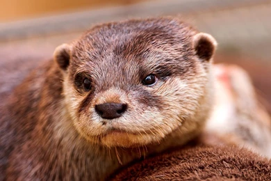 Otter Computer Wallpapers, Desktop Backgrounds