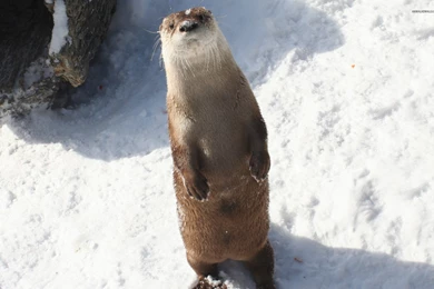 Otter Wallpapers 12   HD Wallpaper Backgrounds