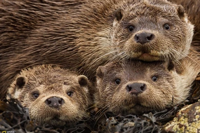 Eurasian Otter Picture    Animal Wallpapers    National Geographic ...