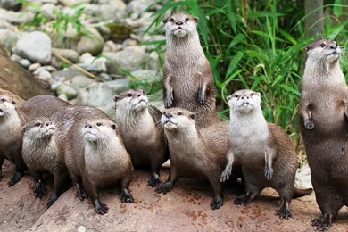 Otter Computer Wallpapers, Desktop Backgrounds