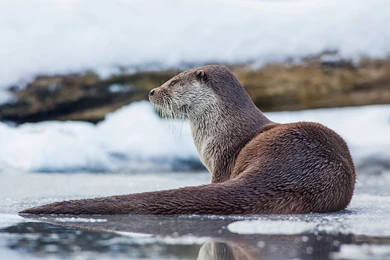 Otter Computer Wallpapers, Desktop Backgrounds