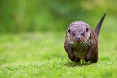 Otter Running Through The Grass Wallpapers And Images   Wallpapers ...