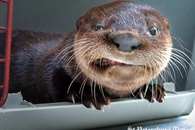 PC Wallpaper: St. Petersburg Times