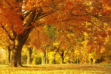 fall foliage backgrounds wallpapers