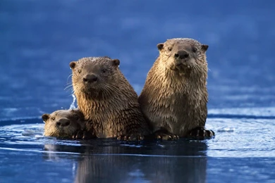 Sea Otter Desktop Wallpapers For Backgrounds Wide Free