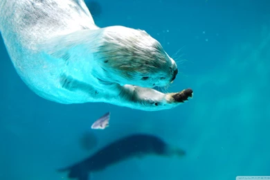 Sea Otter HD Desktop Wallpapers : High Definition : Fullscreen ...