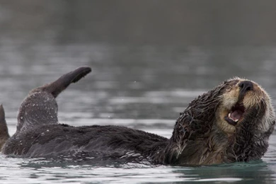 These Otters Can't Handle The Miss Universe Screw Up