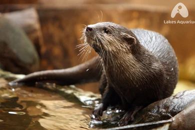 Lakes Aquarium   Opening Times