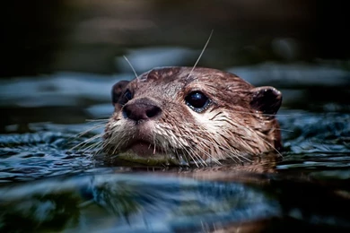 River Otter   Wallpaper.