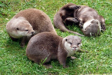 Hd Wallpapers Otters_blackpool