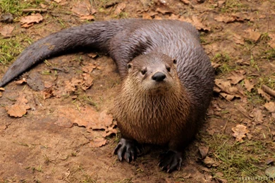 Otter HD Wallpapers   IHD Wallpapers