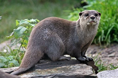 Otter Carnivorous Mammal