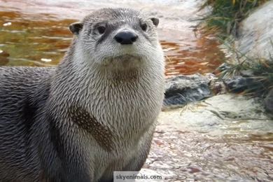 Wallpapers Otter Images