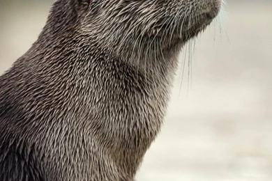 Sony Xperia Z1, ZL, Z, Samsung Galaxy S4, HTC One Otter Wallpapers ...