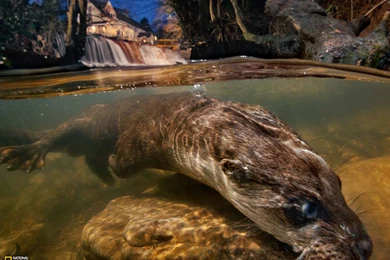 Otter Picture    Animal Wallpapers    National Geographic Photo Of ...