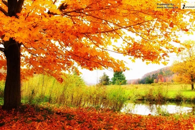 Beautiful Scenery Images