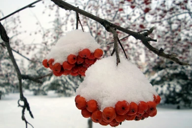 Beautiful Natural Scenery, Red Ashberry Is Covered With Snow, They ...