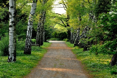 Tree Lined Dirt Road Beautiful Natural Scenery Desktop Wallpapers ...
