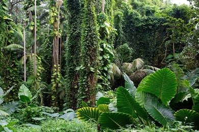 Beautiful Tropical Rain Forest Hd Landscape Hd Wallpapers