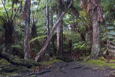 Hawaiian Tropical Rainforest Desktop Wallpapers