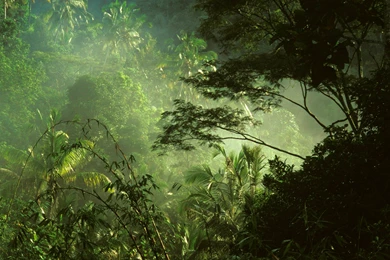 Tropical Rainforest Near Ubud Bali Indonesia (789)