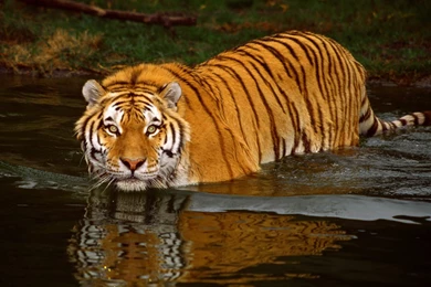 Tiger Pics Collection (41+)