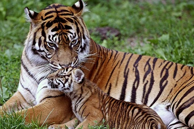 Full HD 1080p Tiger Wallpapers HD, Desktop Backgrounds 1920x1080