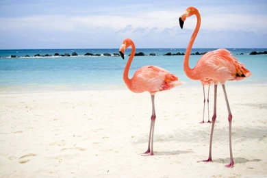 Flamingo Birds HD Desktop Wallpapers : High Definition : Fullscreen ...