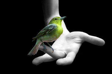 Sujith Spot::::: Colourful Birds Hd Wallpapers. Birds Wallpapers Hd ...