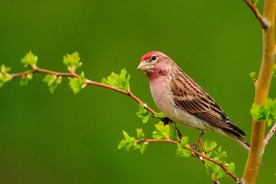 Birds Wallpapers HD   Android Apps On Google Play