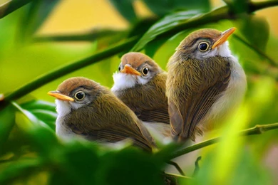 Baby Bird Wallpapers