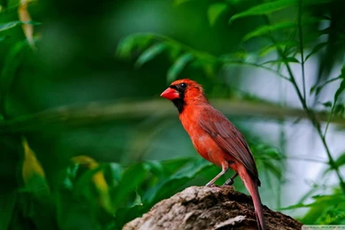Red Bird HD Desktop Wallpapers : High Definition : Fullscreen ...