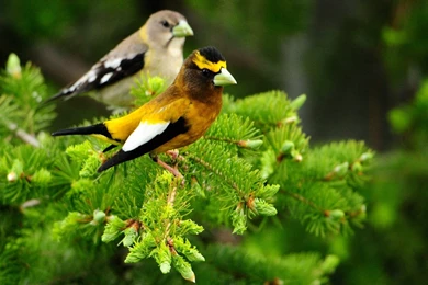 BIRDS PAIR ON TREE DESKTOP BACKGROUND WALLPAPER (1080p) HD IMAGE