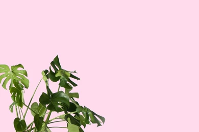 Monstera Plant // Desktop & iPhone Wallpapers — From Gold Blog