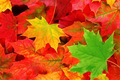 Autumn leaves 10.jpeg