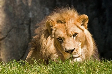 Animals Wildlife Wallpapers Free HD Wallpaper Backgrounds Download