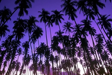 Photos: 16 Hawaiian Palm Grove   Wallcoo.net