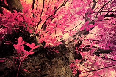 Pink Camo Realtree Wallpapers 105
