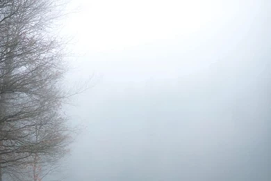 Eerie Foggy Forest Photography : Stopping By Woods