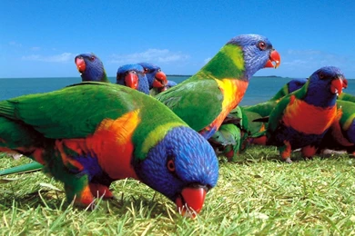 Rainbow Lorikeet HD Wallpapers In 1 Photo Gallery