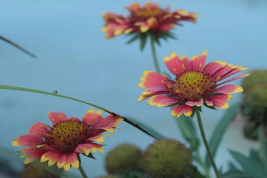 Indian Flowers Wallpapers   Crazy Frankenstein