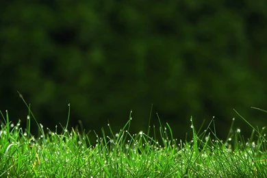 Friendship Four Seasons Fox Fresh Fruits Fresh Grass