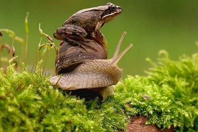 Colorful Frog Wallpapers And Backgrounds Free Download   Planet ...