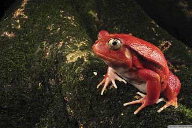 Frogs Wallpapers Page 5: Blue Poison Arrow Frog Free Download ...