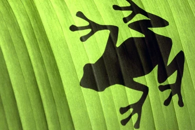 Frog Wallpapers   Wallpapers Cave