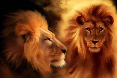 Lions Wallpapers   Wild Lion Animal Wallpapers Gallery