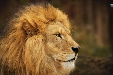 Wallpapers Lyon Lion Animal 1366x768