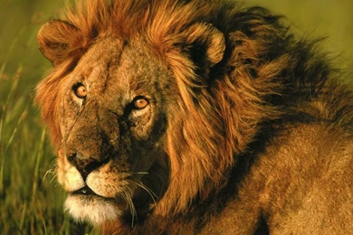 Animals,lions Animals Lions 1024x768 Wallpapers – Lion Wallpapers ...