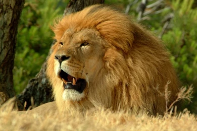 Great Wallpapers Of Lion Animals